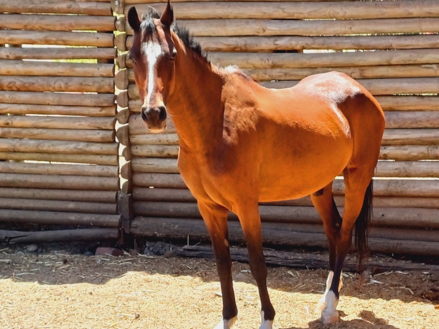 To Let 2 Bedroom Property for Rent in High Riding Country Estate Western Cape